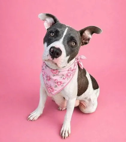 A young medium-sized female Pit Bull Terrier dog named Momma for adoption in Seagoville, TX