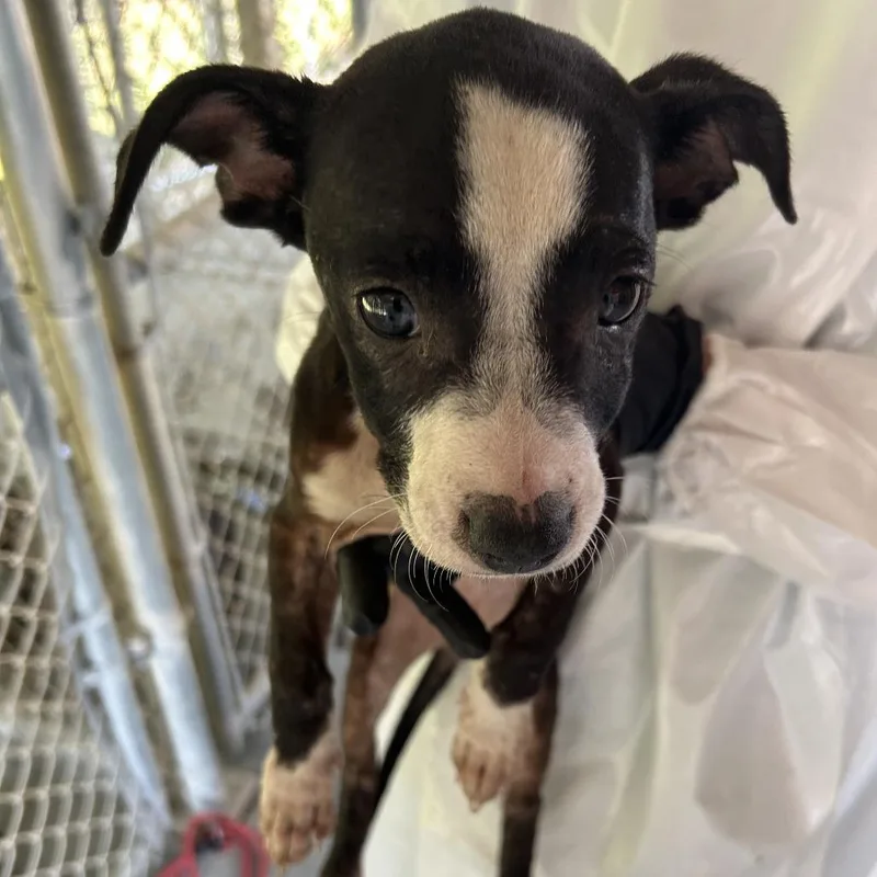 A baby small-sized female Black Pit Bull Terrier dog named Wren for adoption in Cabot, AR