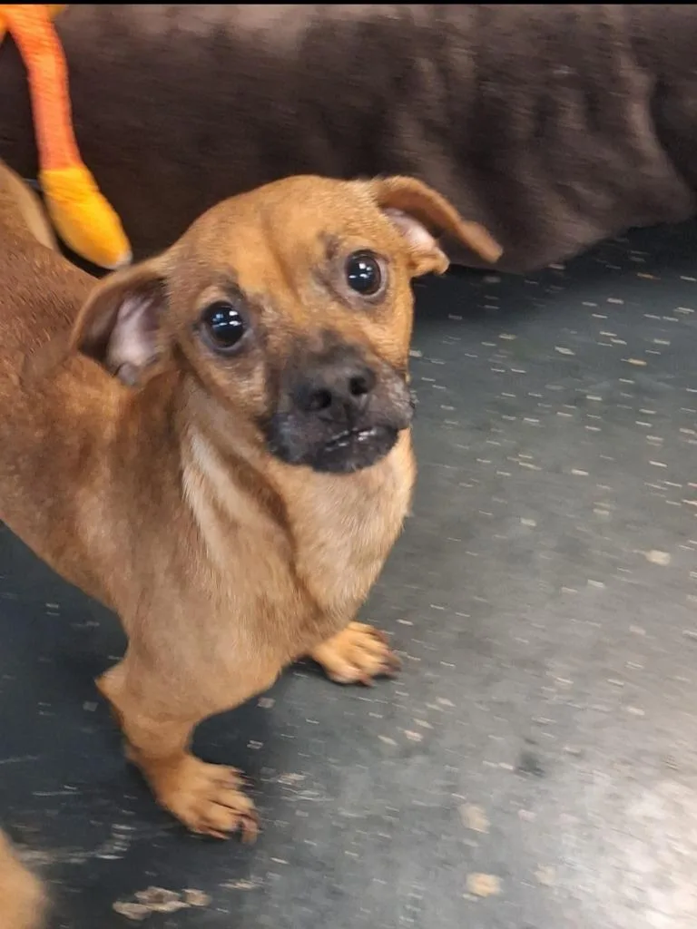 A senior small-sized male Chihuahua dog named Spunky for adoption in St. Augustine, FL