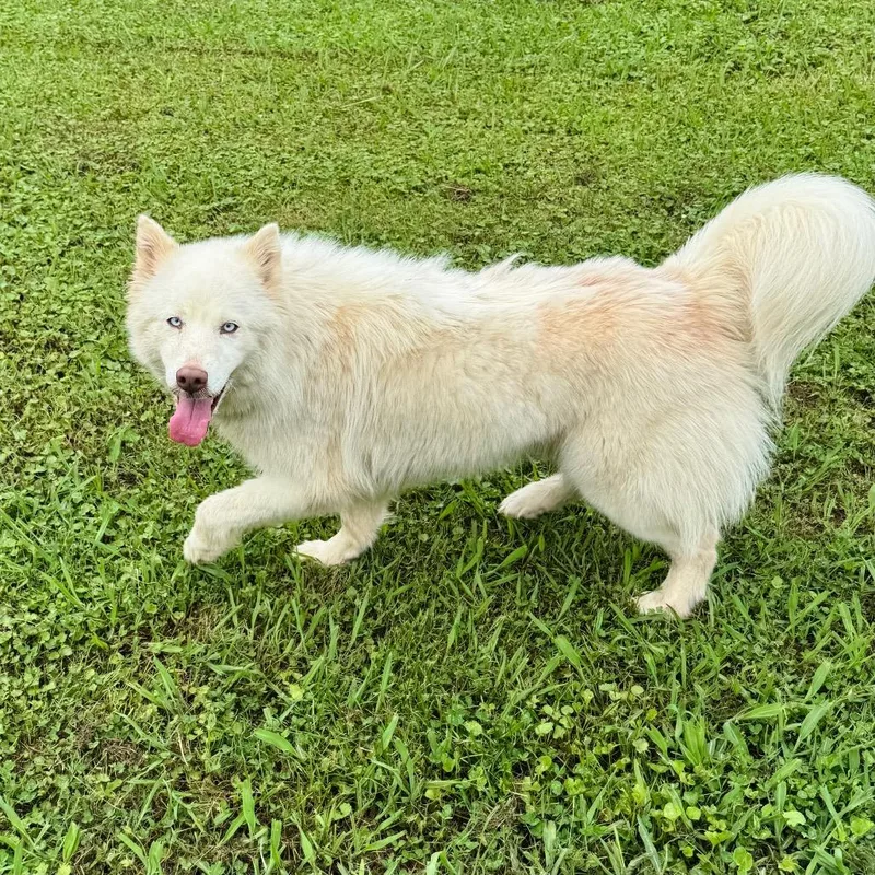 An adult medium-sized female White / Cream Husky dog named Talia for adoption in Brownsboro, AL