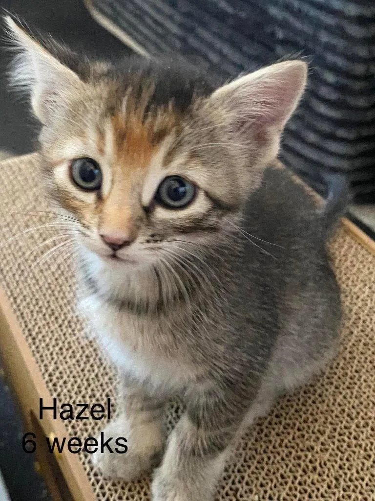 Hazel