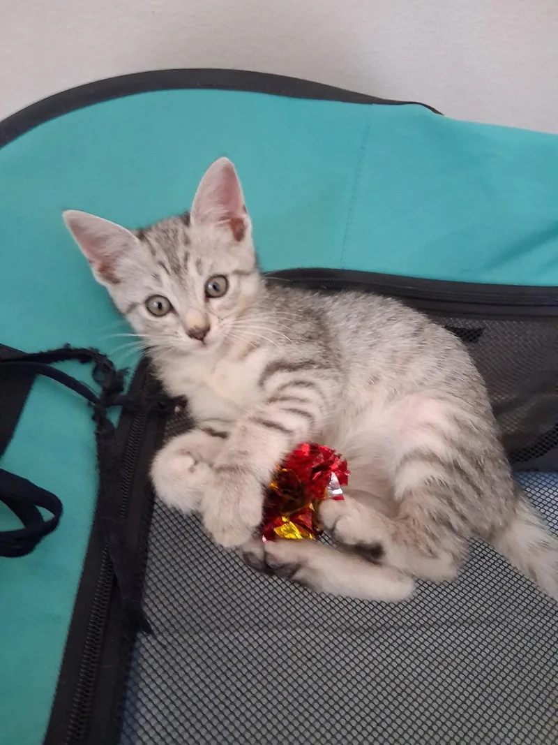 A baby medium-sized female Domestic Short Hair cat named Allie for adoption in Oviedo, FL
