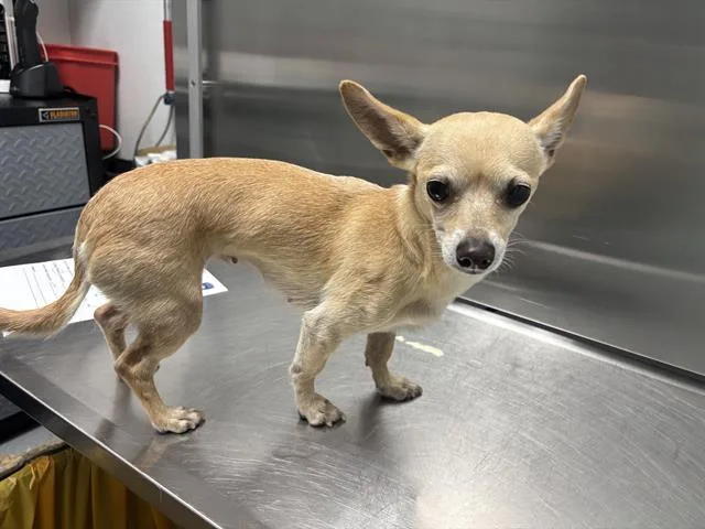 An adult small-sized female Chihuahua dog named Madison for adoption in Antioch, CA