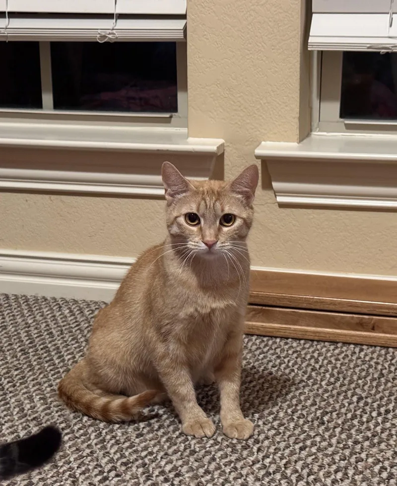 A young medium-sized female Orange / Red Domestic Short Hair cat named Ruby for adoption in Mesquite, TX