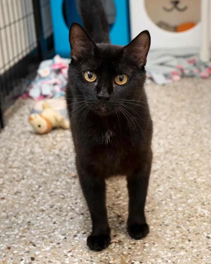 A young medium-sized female Domestic Short Hair cat named Elsa for adoption in Boone, IA