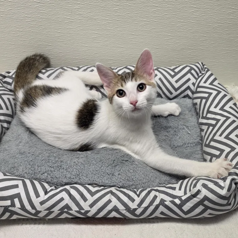 A young medium-sized male Tabby (Brown / Chocolate) Domestic Short Hair cat named Meowtini for adoption in Greensboro, NC