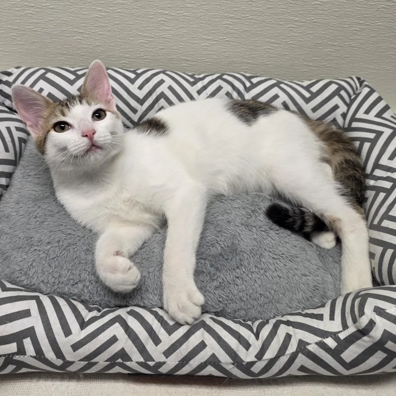 Meowtini thumbnail 2