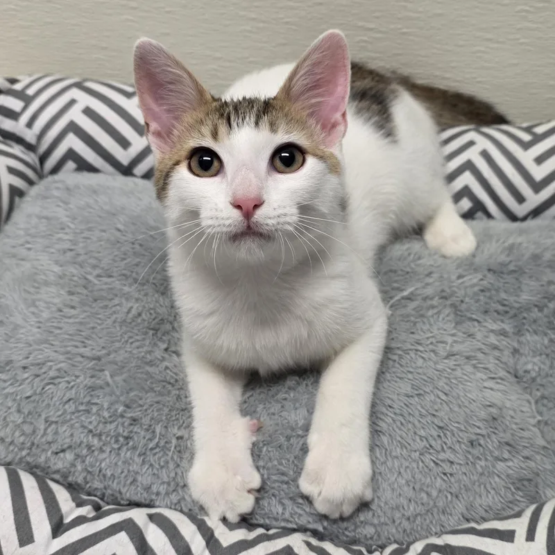 Meowtini thumbnail 3