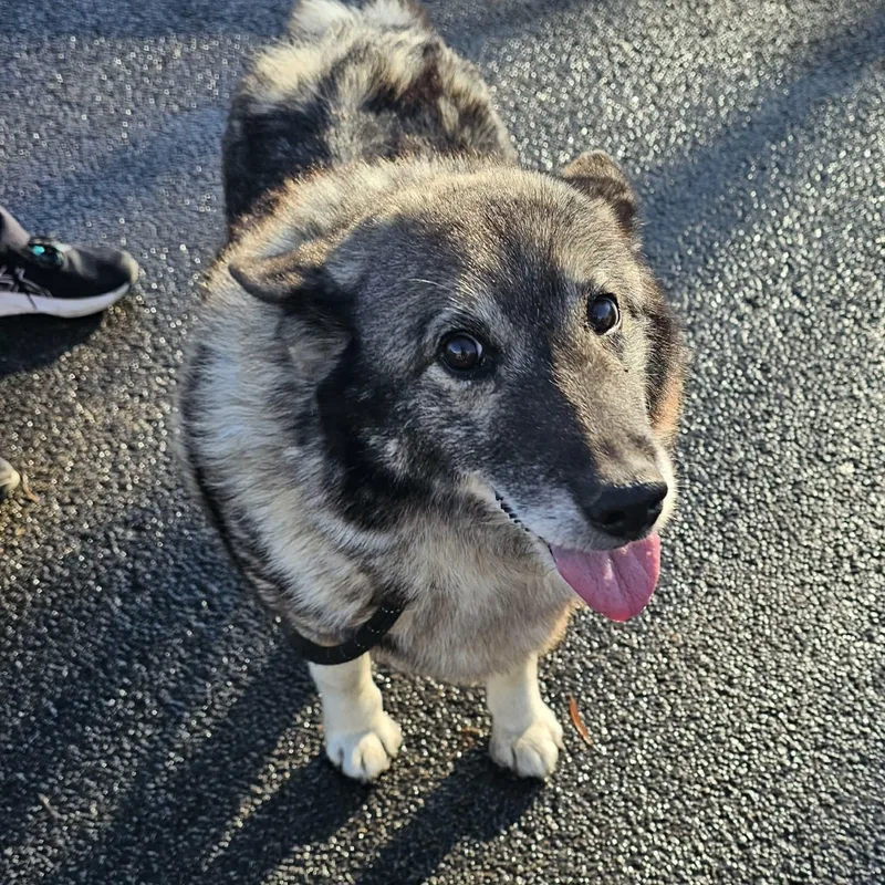 A senior medium-sized female Norwegian Elkhound dog named Luna for adoption in Minooka, IL