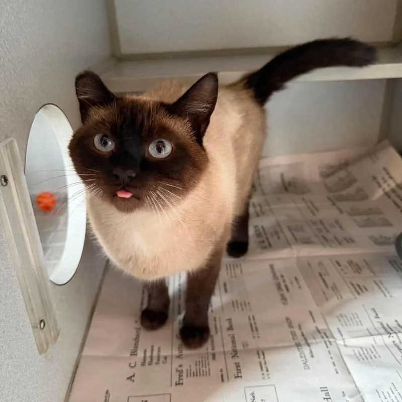 An adult medium-sized female Buff / Tan / Fawn Domestic Short Hair cat named Vineyard for adoption in Buffalo, MN