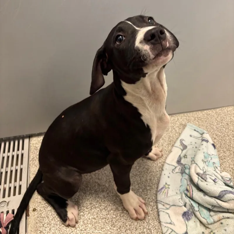 A baby medium-sized female Black Mixed Breed dog named Megan for adoption in Washington Township, OH