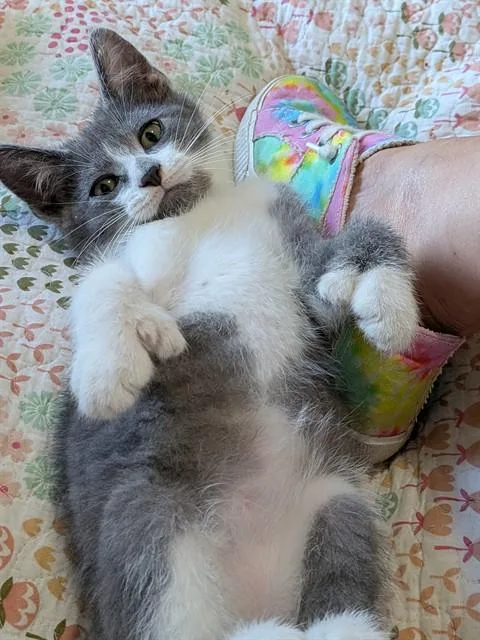 A baby small-sized male Domestic Short Hair cat named Gozira for adoption in Omaha, NE