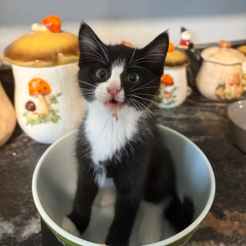 A baby small-sized male Black Domestic Short Hair cat named Elwood for adoption in Springfield, IL