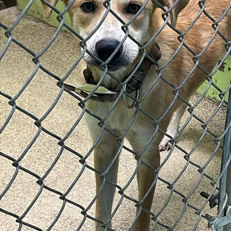 An adult medium-sized female Shepherd dog named Sammy for adoption in Fort Payne, AL