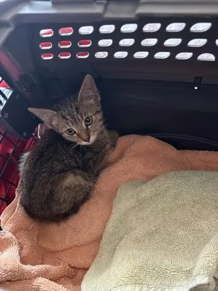 A baby small-sized female Brown / Chocolate Domestic Short Hair cat named Willow for adoption in Sacramento, CA