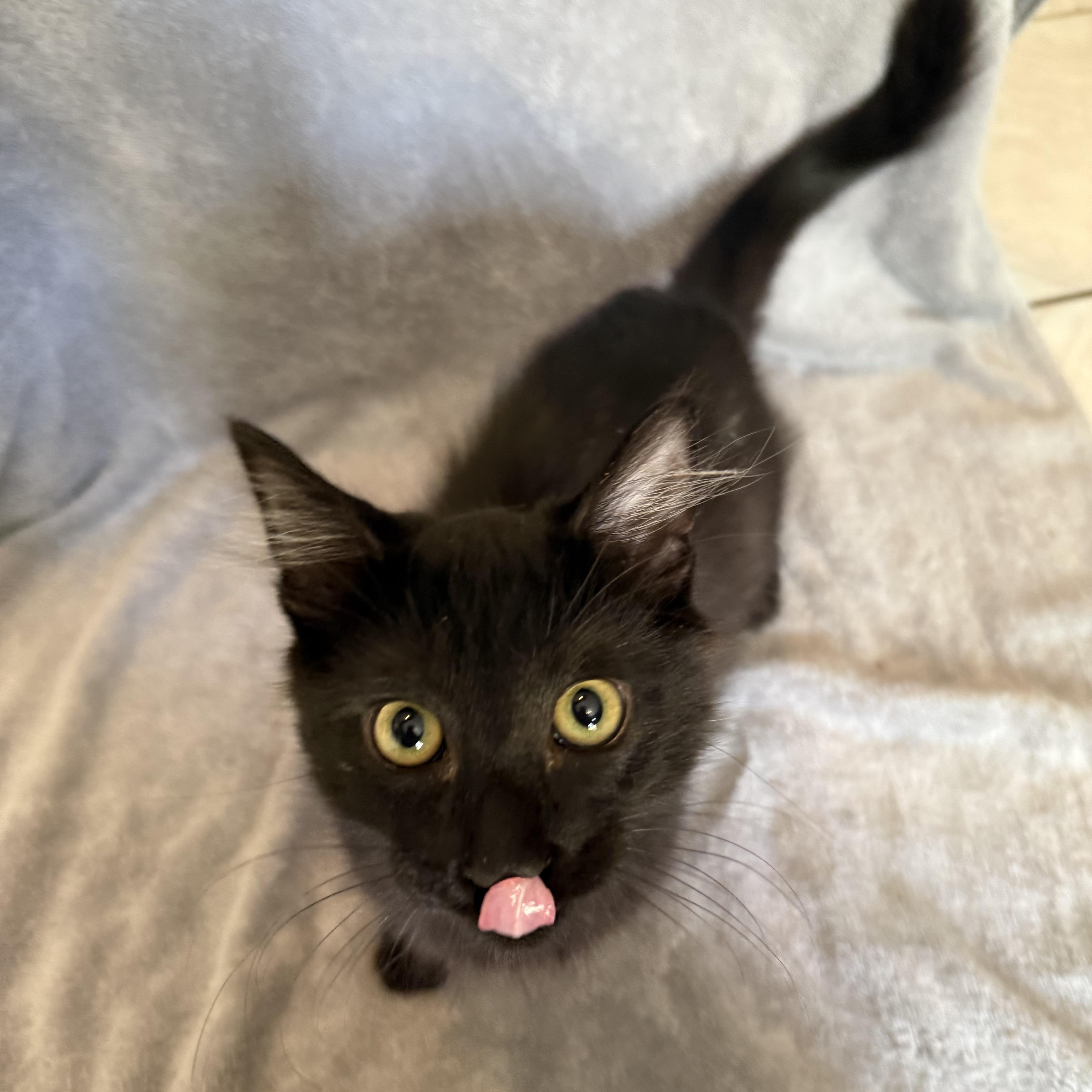 A baby small-sized male Black Domestic Short Hair cat named Burger for adoption in Bentonville, AR