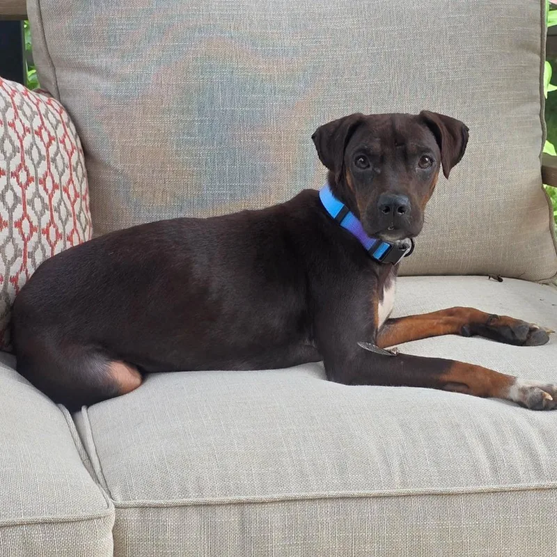 An adult medium-sized female Black Terrier dog named Cleo for adoption in Overland Park, KS