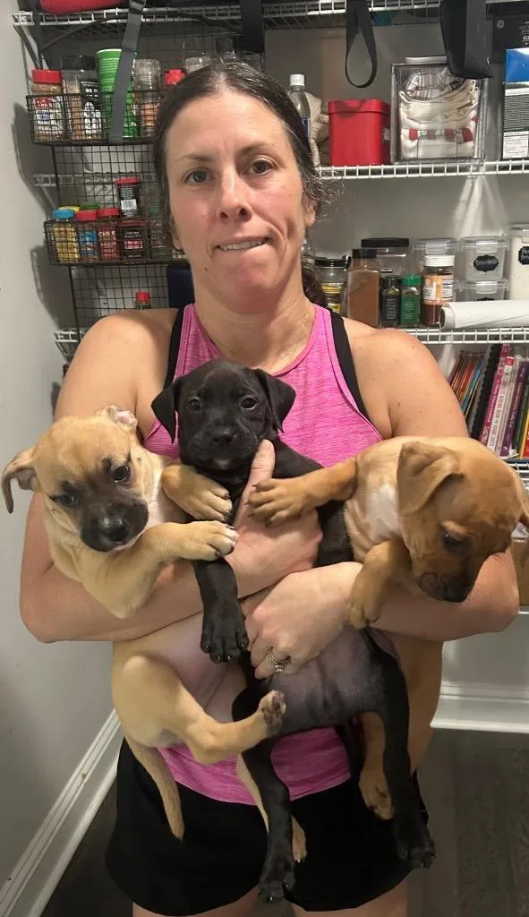 A baby small-sized male Black Mouth Cur dog named Rigatoni for adoption in New Orleans, LA