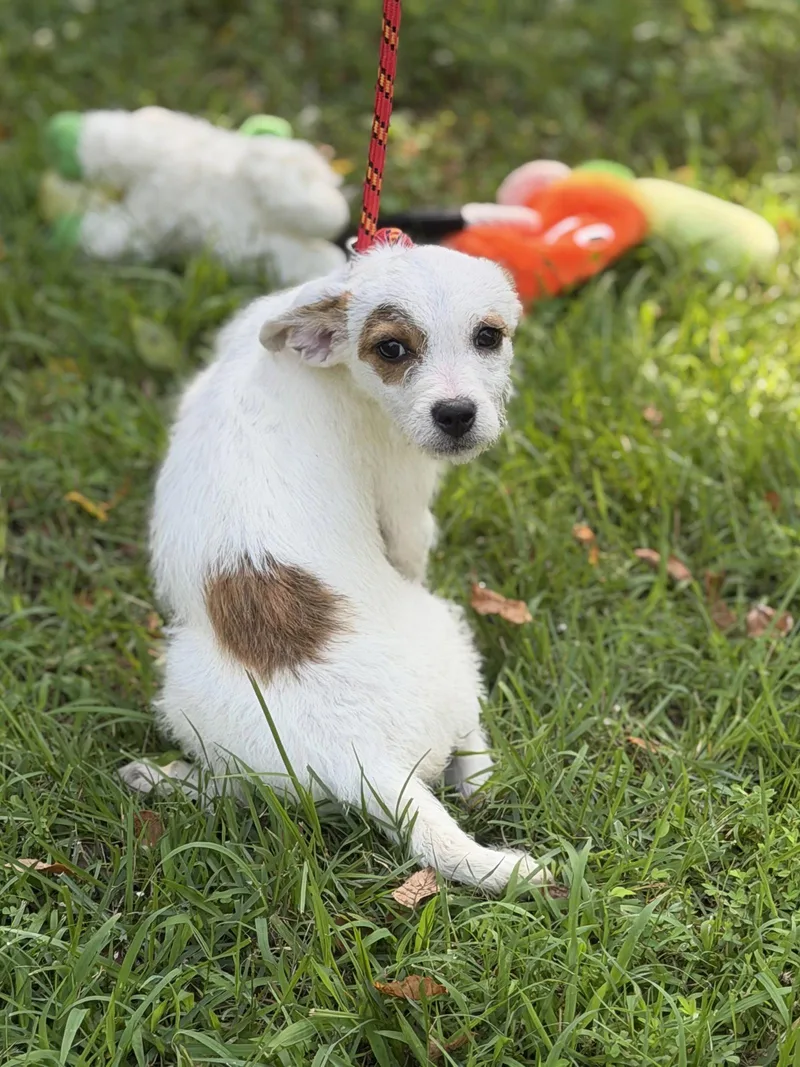 A baby medium-sized female Wire Fox Terrier dog named Cotton for adoption in Locust Fork, AL