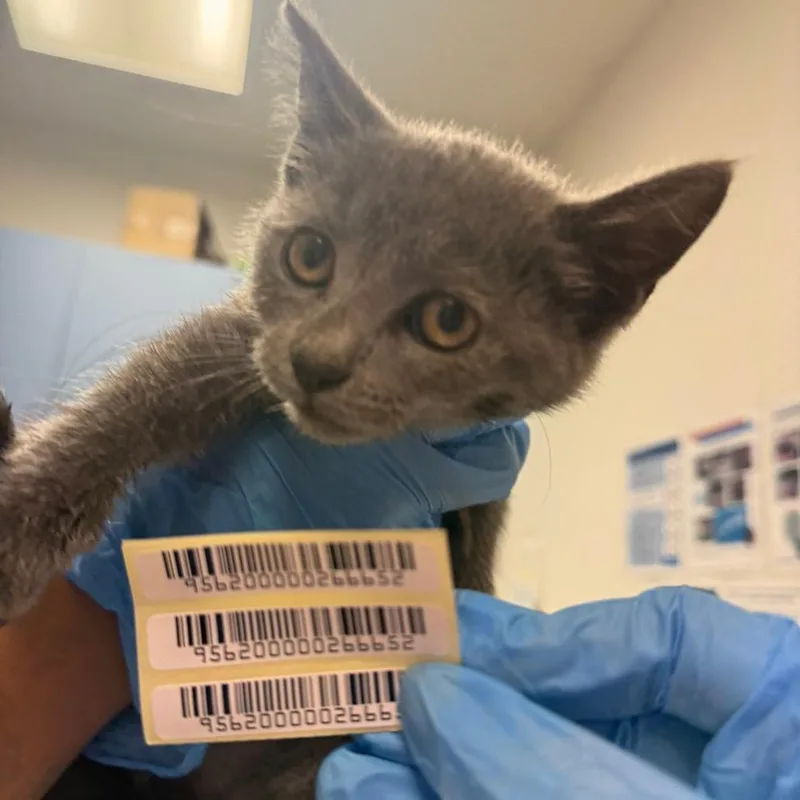 A baby small-sized male Gray / Blue / Silver Domestic Medium Hair cat named Crab Apple for adoption in Charleston, WV