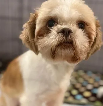 An adult small-sized female Shih Tzu dog named Zoey for adoption in Largo, FL