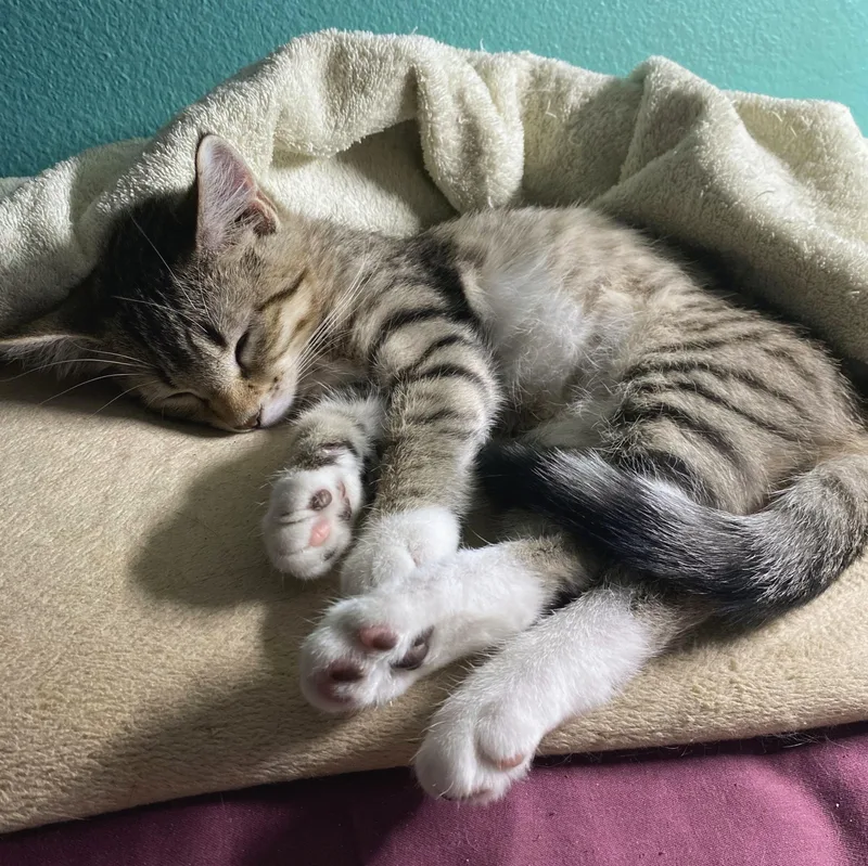 A baby medium-sized female Tabby (Tiger Striped) Domestic Short Hair cat named Anjou for adoption in Wilsonville, OR