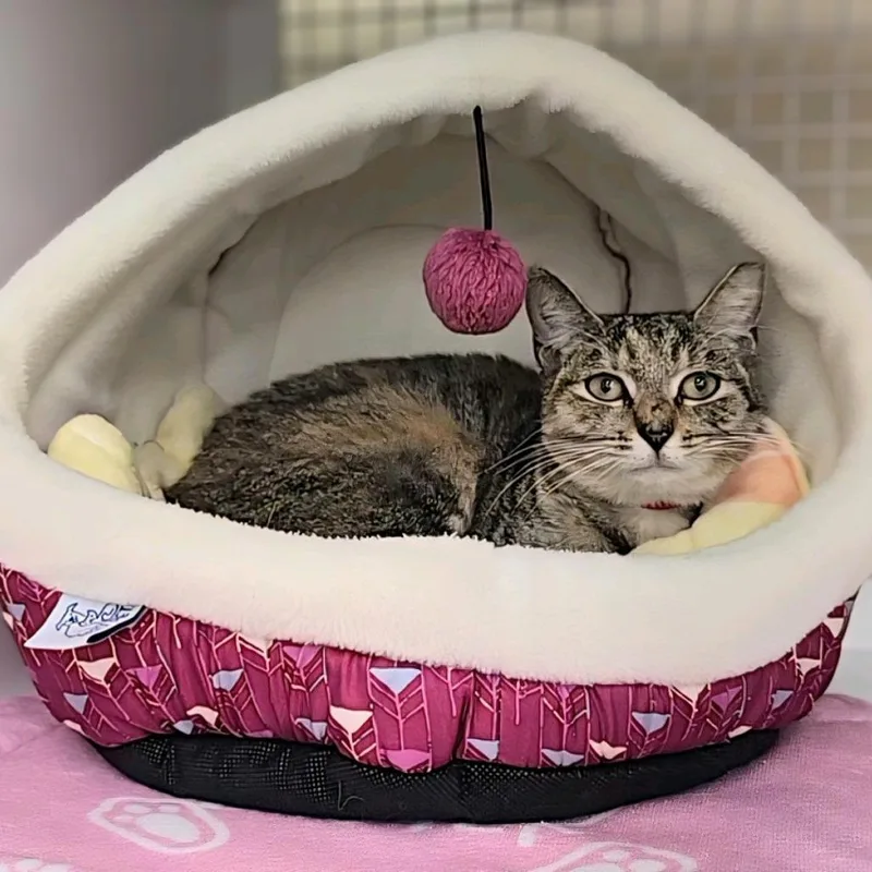 A young medium-sized female Gray / Blue / Silver Domestic Short Hair cat named Kaya for adoption in Hamburg, NY