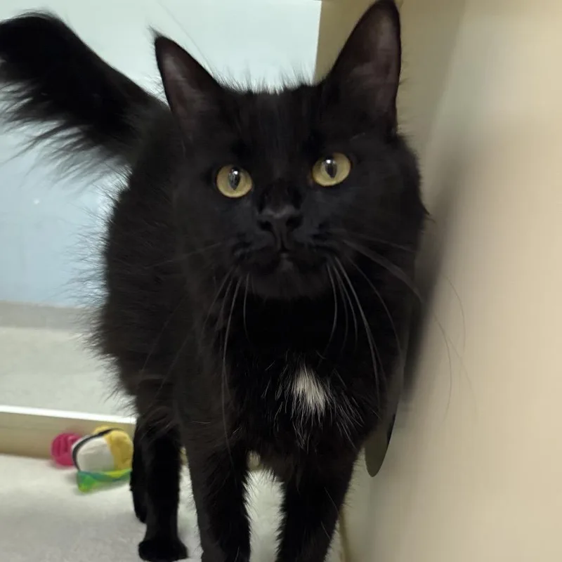 An adult small-sized female Domestic Medium Hair cat named Zuzu for adoption in Naperville, IL