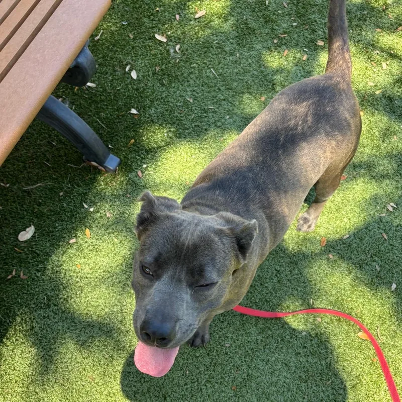 An adult medium-sized female Gray / Blue / Silver Mixed Breed dog named Sunny for adoption in Sarasota, FL