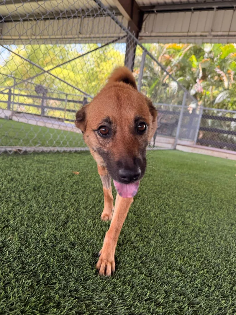 An adult medium-sized female Mixed Breed dog named Pixel for adoption in Brooklyn, NY