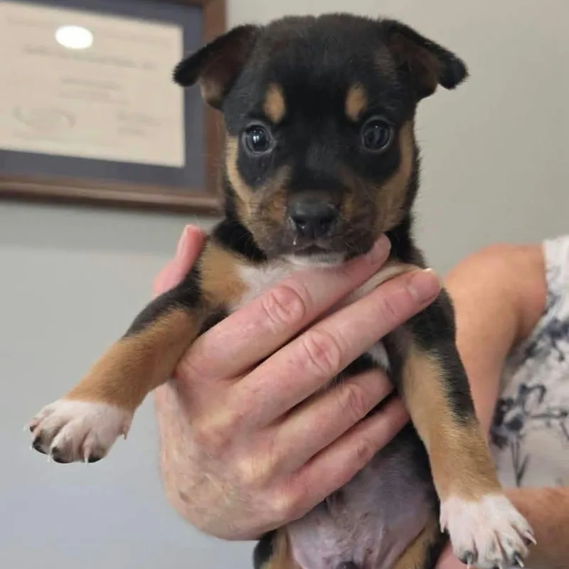 A baby medium-sized male Australian Cattle Dog / Blue Heeler dog named Acorns for adoption in PLAINFIELD, CT