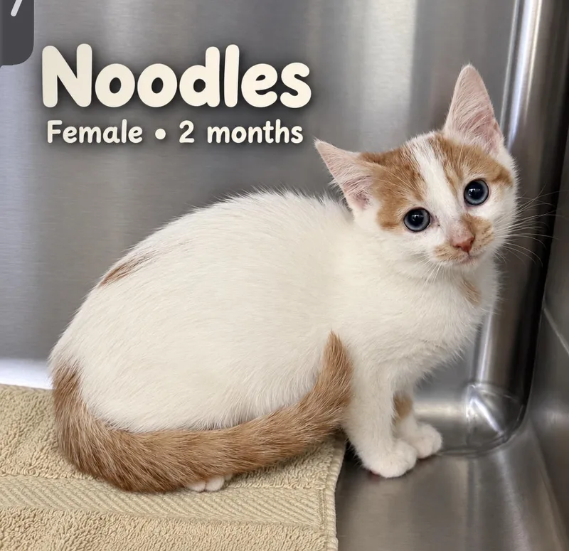 A baby small-sized female Domestic Short Hair cat named Noodles for adoption in Pawleys Island, SC