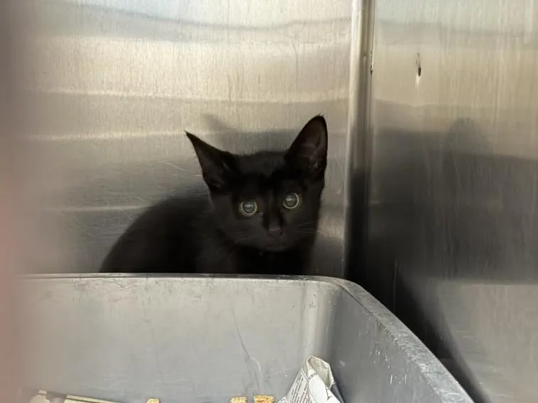 A young small-sized male Domestic Short Hair cat named Travis for adoption in San Pedro, CA