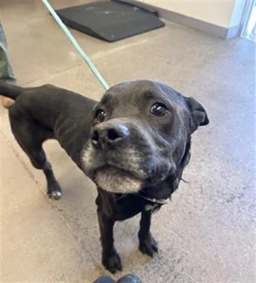 An adult large-sized male Pit Bull Terrier dog named Cyclone for adoption in Mesa, AZ