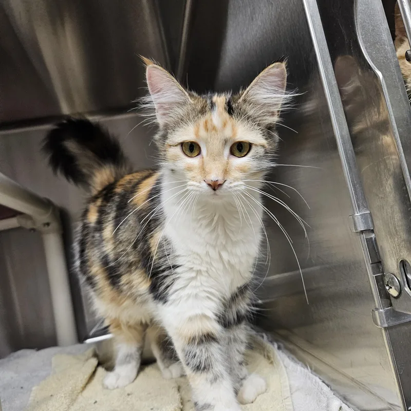 A young medium-sized female Calico cat named Pixie for adoption in Bluffton, IN