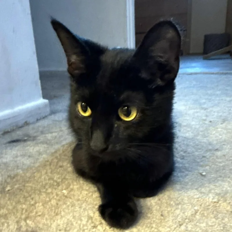 A young medium-sized male Black Domestic Short Hair cat named Flounder for adoption in Pittsburgh, PA