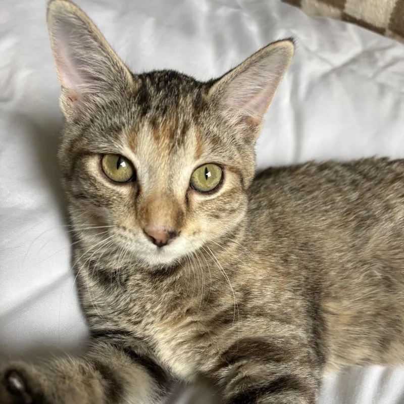 A baby small-sized female Brown / Chocolate Domestic Short Hair cat named Maple Syrup for adoption in Mondovi, WI