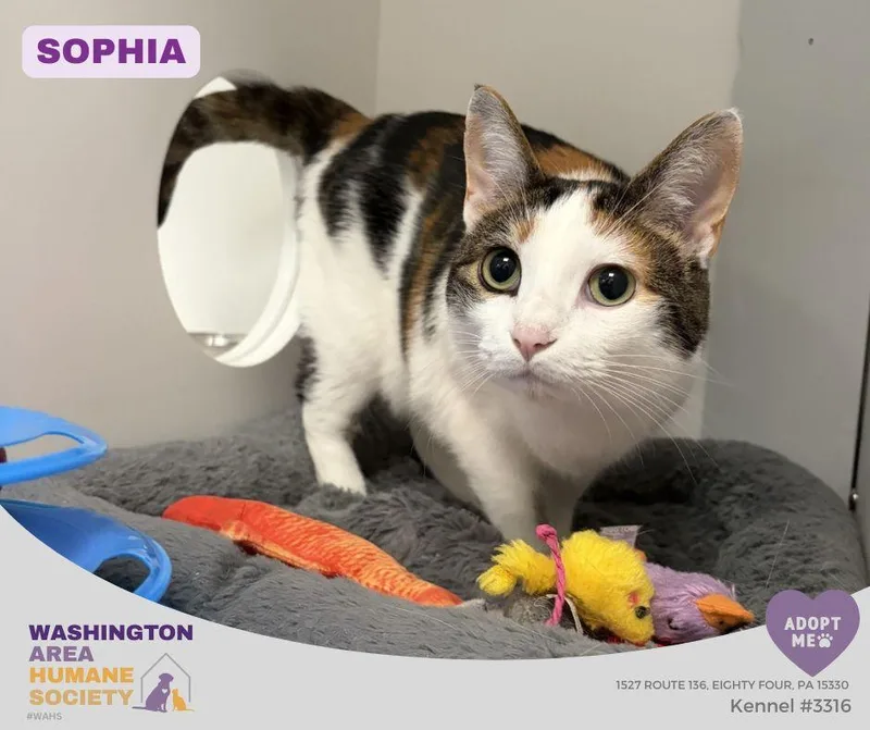 An adult medium-sized female Calico Domestic Short Hair cat named Sophia for adoption in Eighty Four, PA