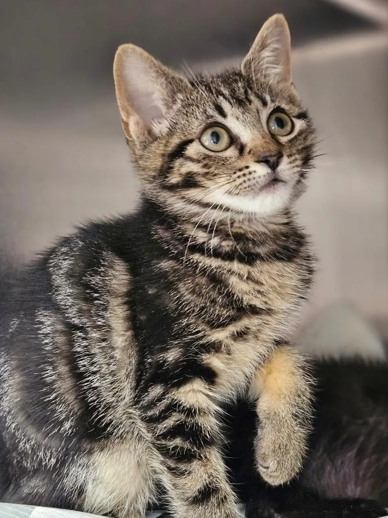 A baby medium-sized female Domestic Short Hair cat named Lilith for adoption in Pomona, NY