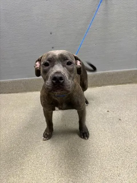 A young large-sized female Pit Bull Terrier dog named Hershey for adoption in Las Vegas, NV