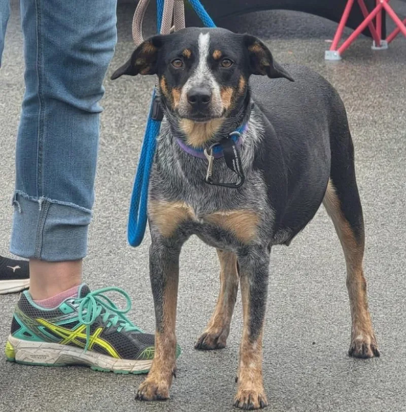 An adult medium-sized male Beagle dog named Piper for adoption in Minooka, IL