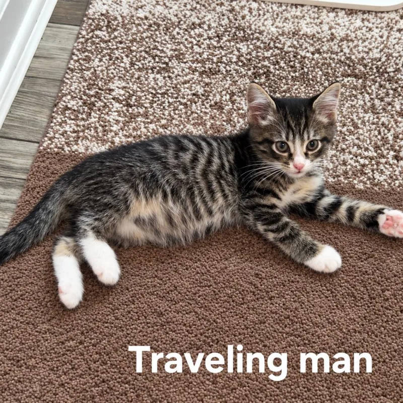 A baby small-sized male White Domestic Short Hair cat named Traveling Man for adoption in Fredericksburg, VA