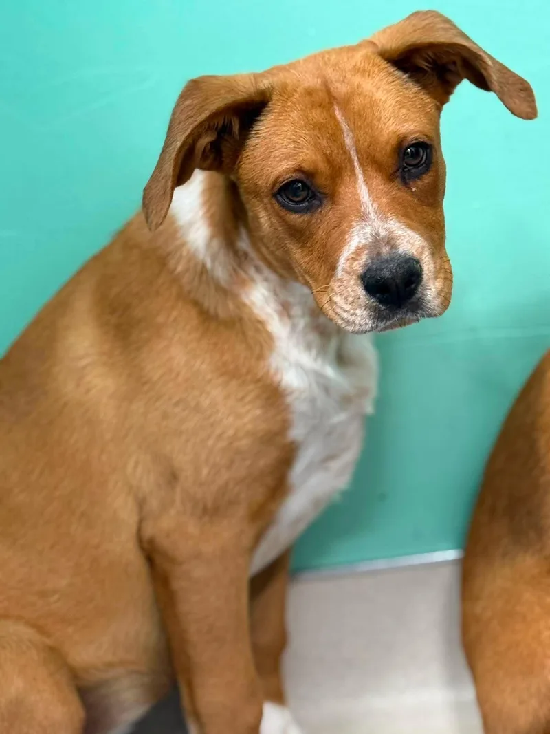 A young medium-sized female Mixed Breed dog named Dolphin for adoption in Othello, WA