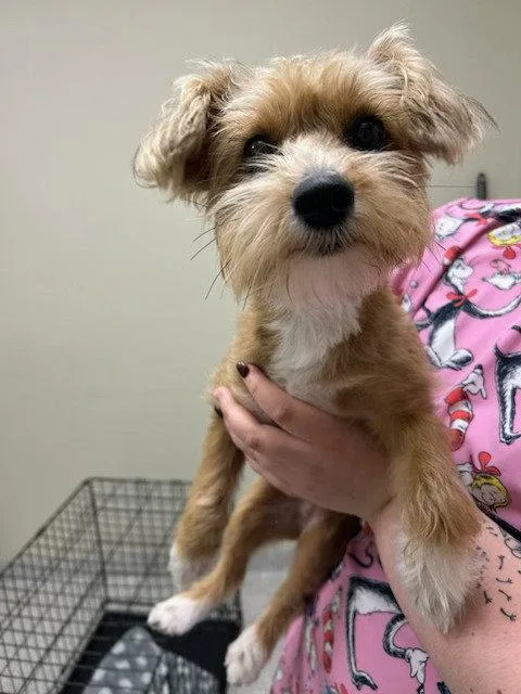 A young medium-sized female Poodle dog named Juliette for adoption in Lancaster, PA