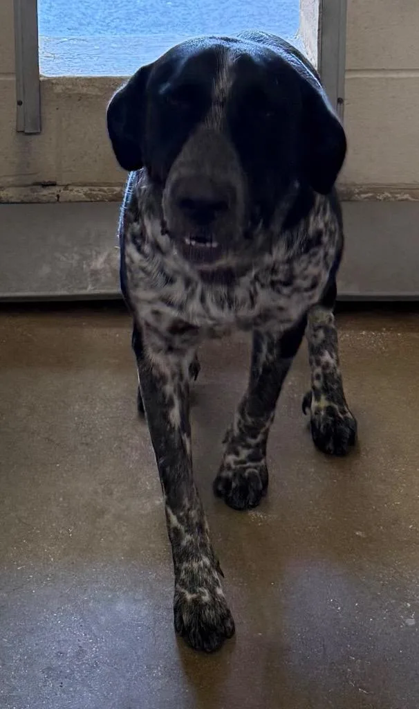 An adult large-sized male Great Pyrenees dog named Nolan for adoption in Belton, TX