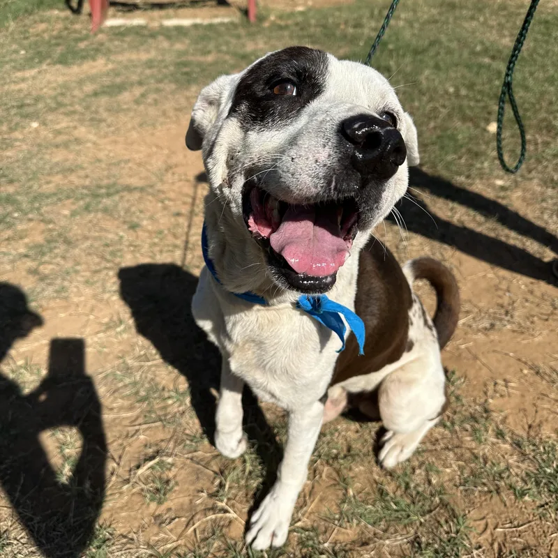 Sam Houston thumbnail 2