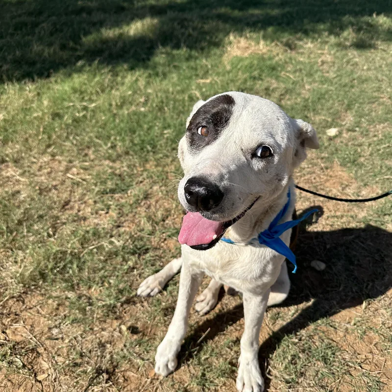 Sam Houston thumbnail 3