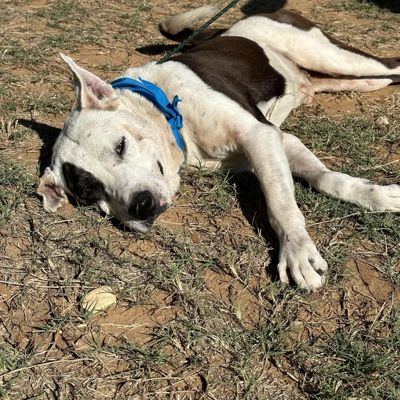 Sam Houston thumbnail 4