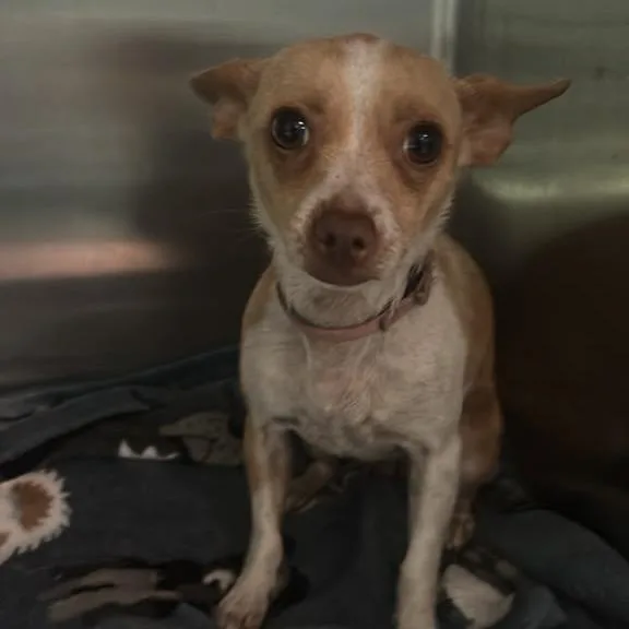 An adult small-sized female Brown / Chocolate Mixed Breed dog named Bitty for adoption in Gadsden, AL