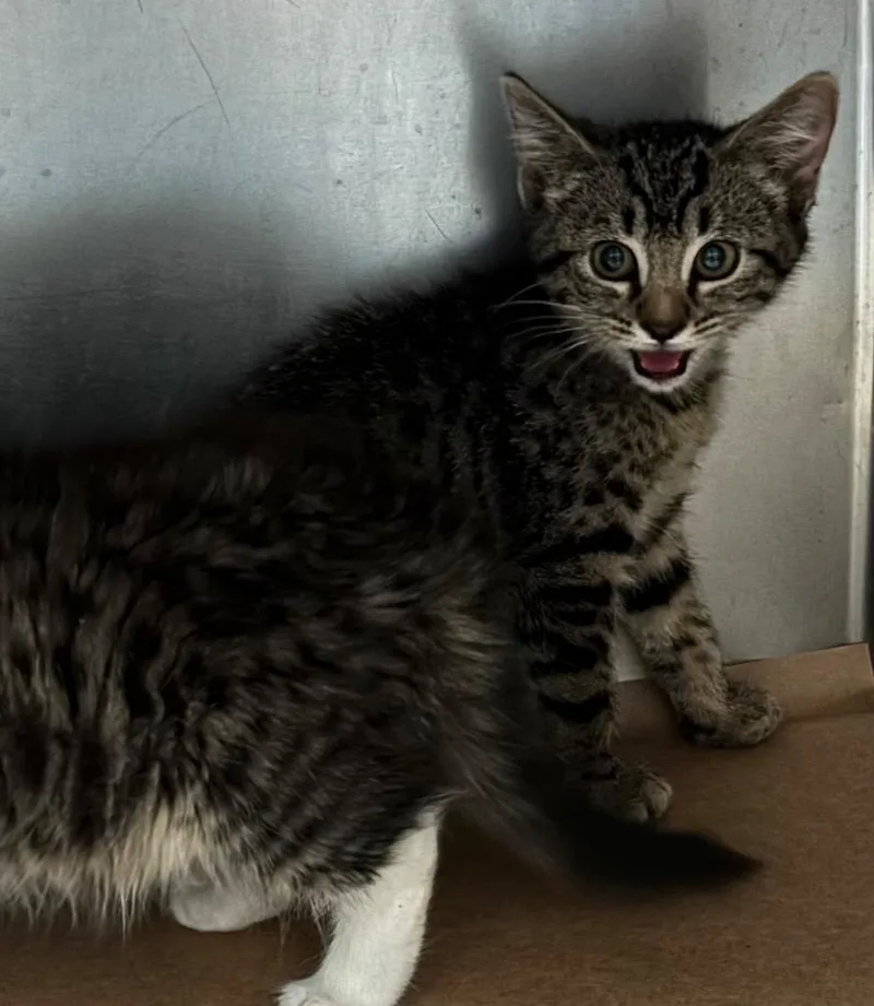 A baby large-sized male Domestic Short Hair cat named Bonnie for adoption in Cartersville , GA